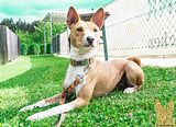 Basenji (1020)